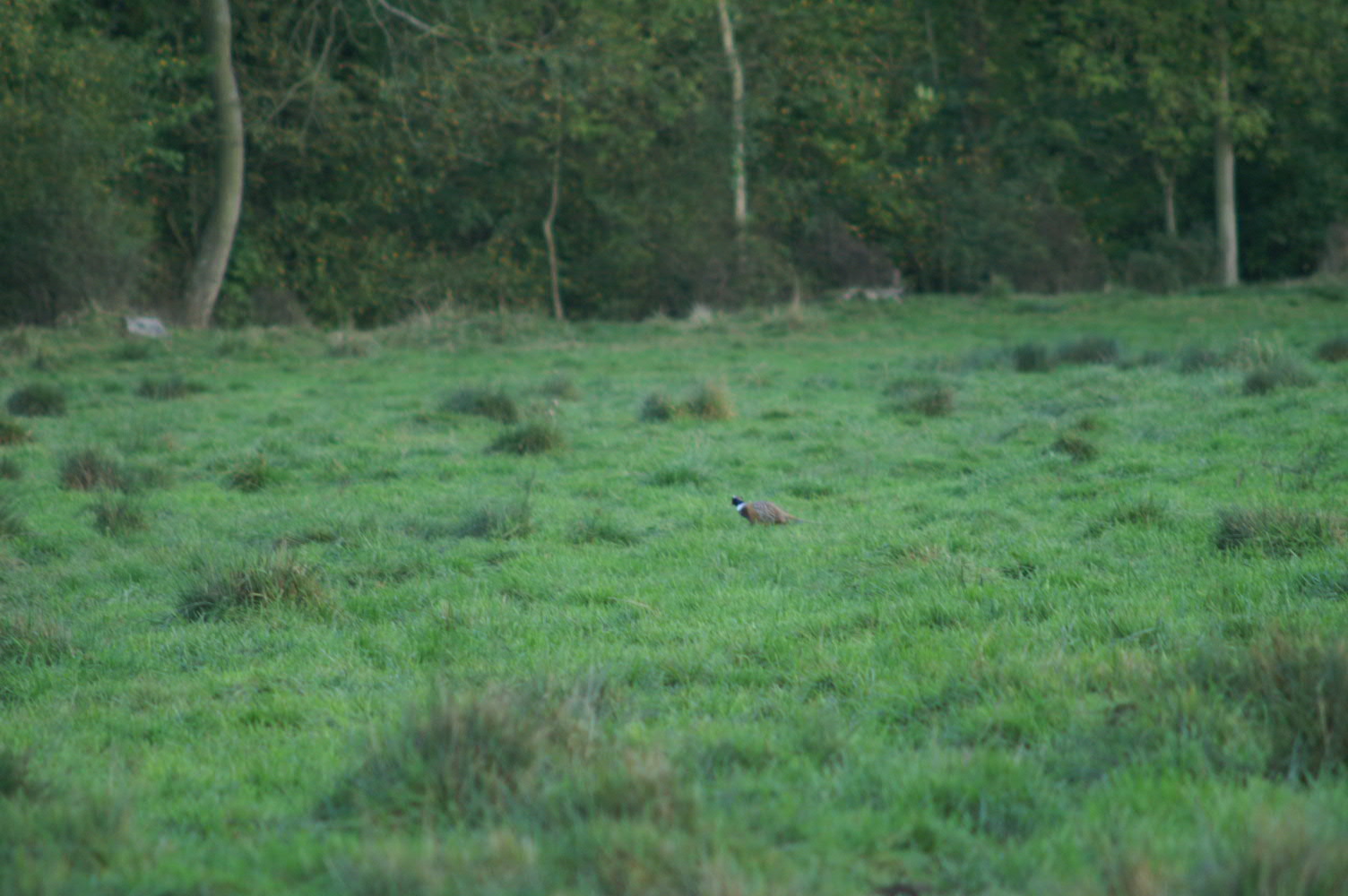 IMAGE0016.JPG