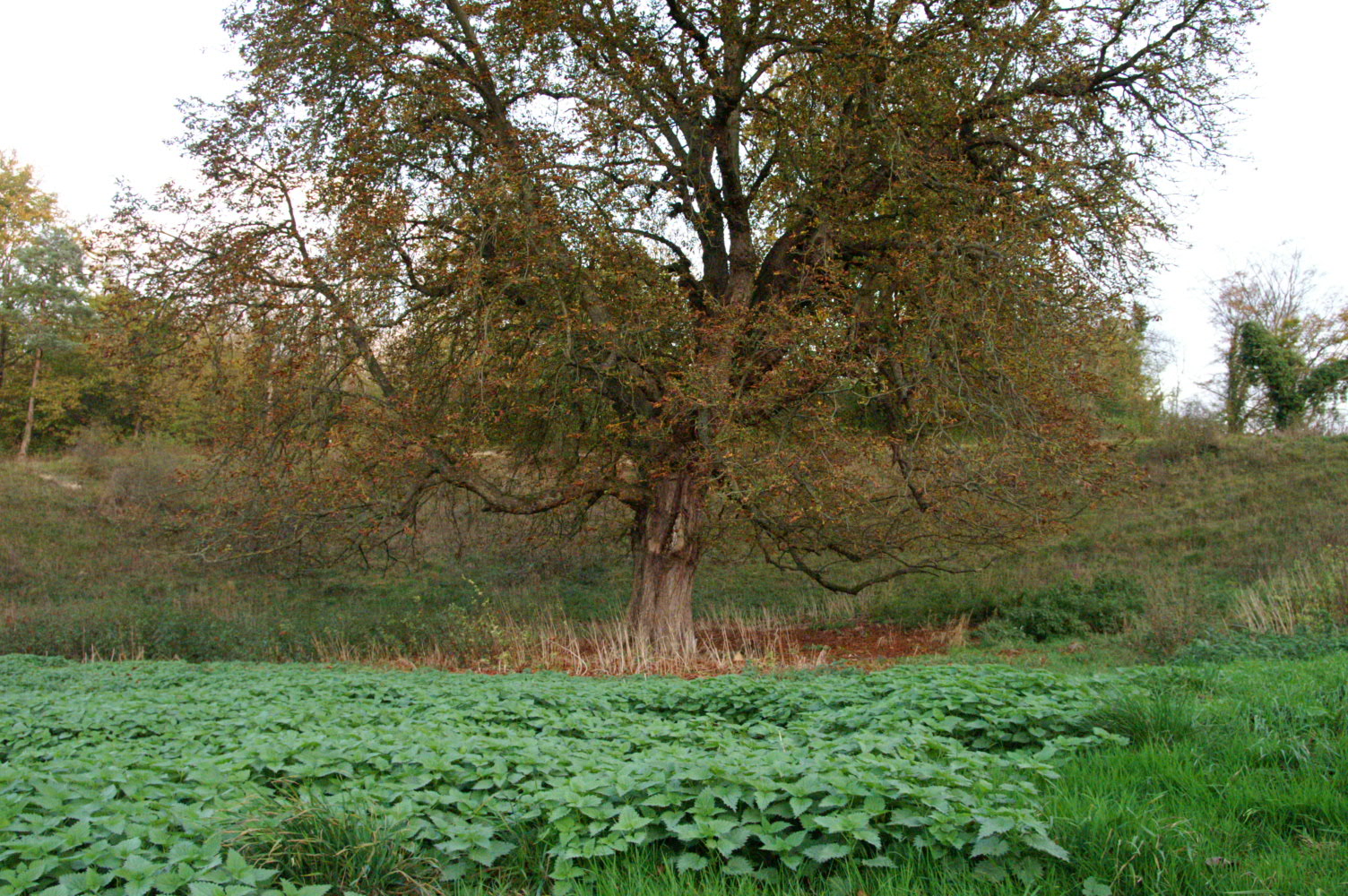 IMAGE0034.JPG