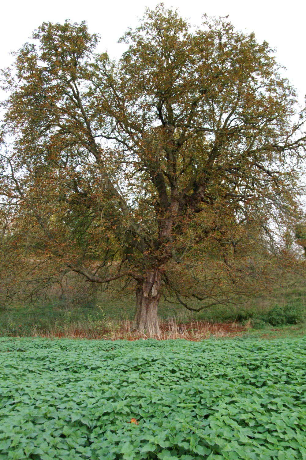 IMAGE0036.JPG