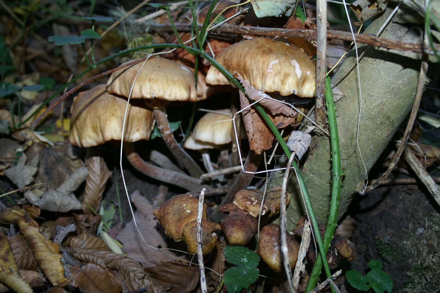IMAGE0117.JPG
