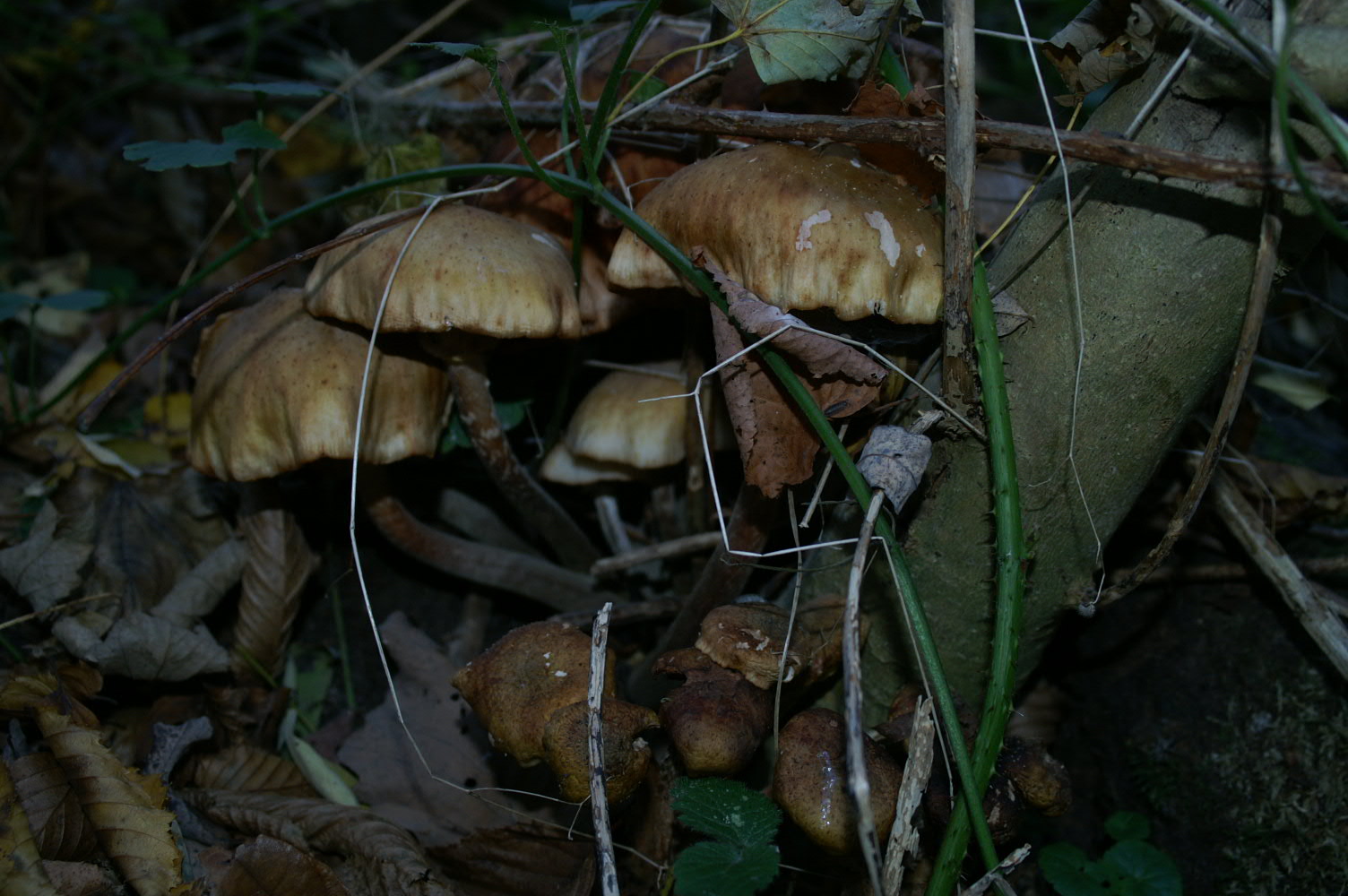 IMAGE0118.JPG
