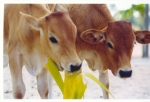 vaches.jpg