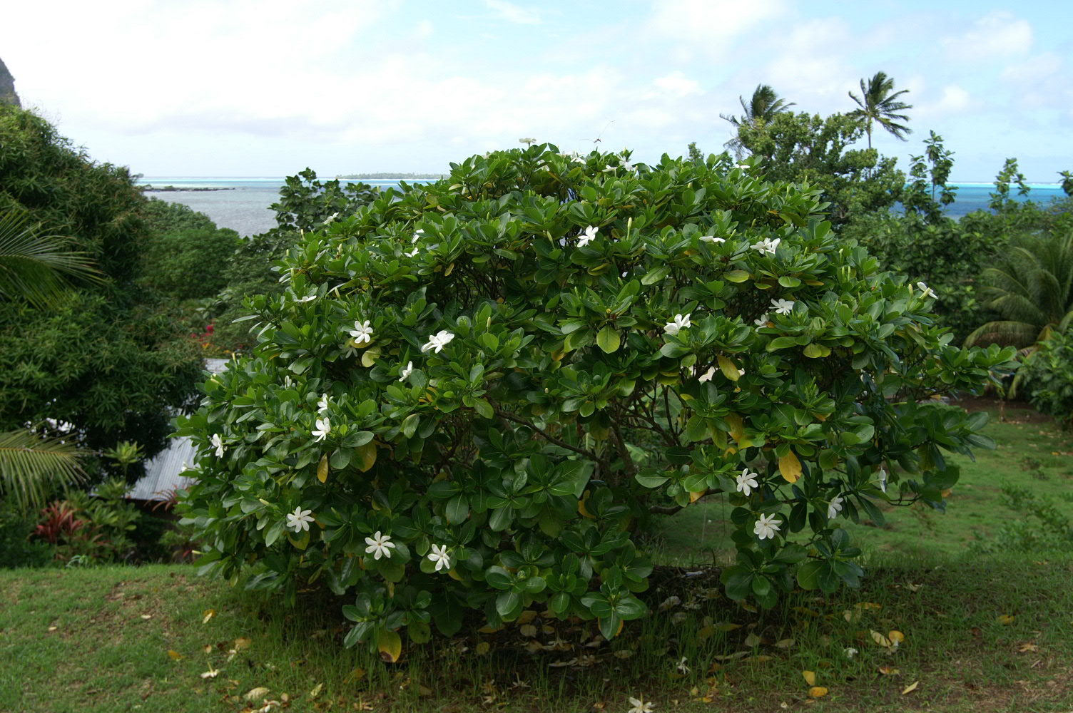 PICT0873.JPG
