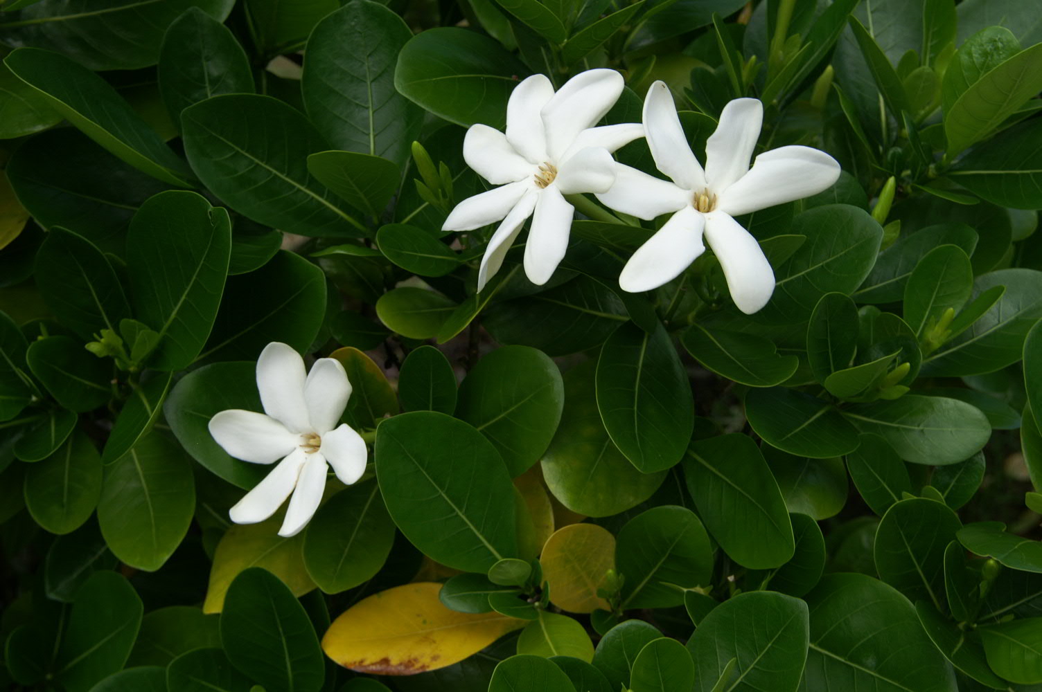 PICT0874.JPG
