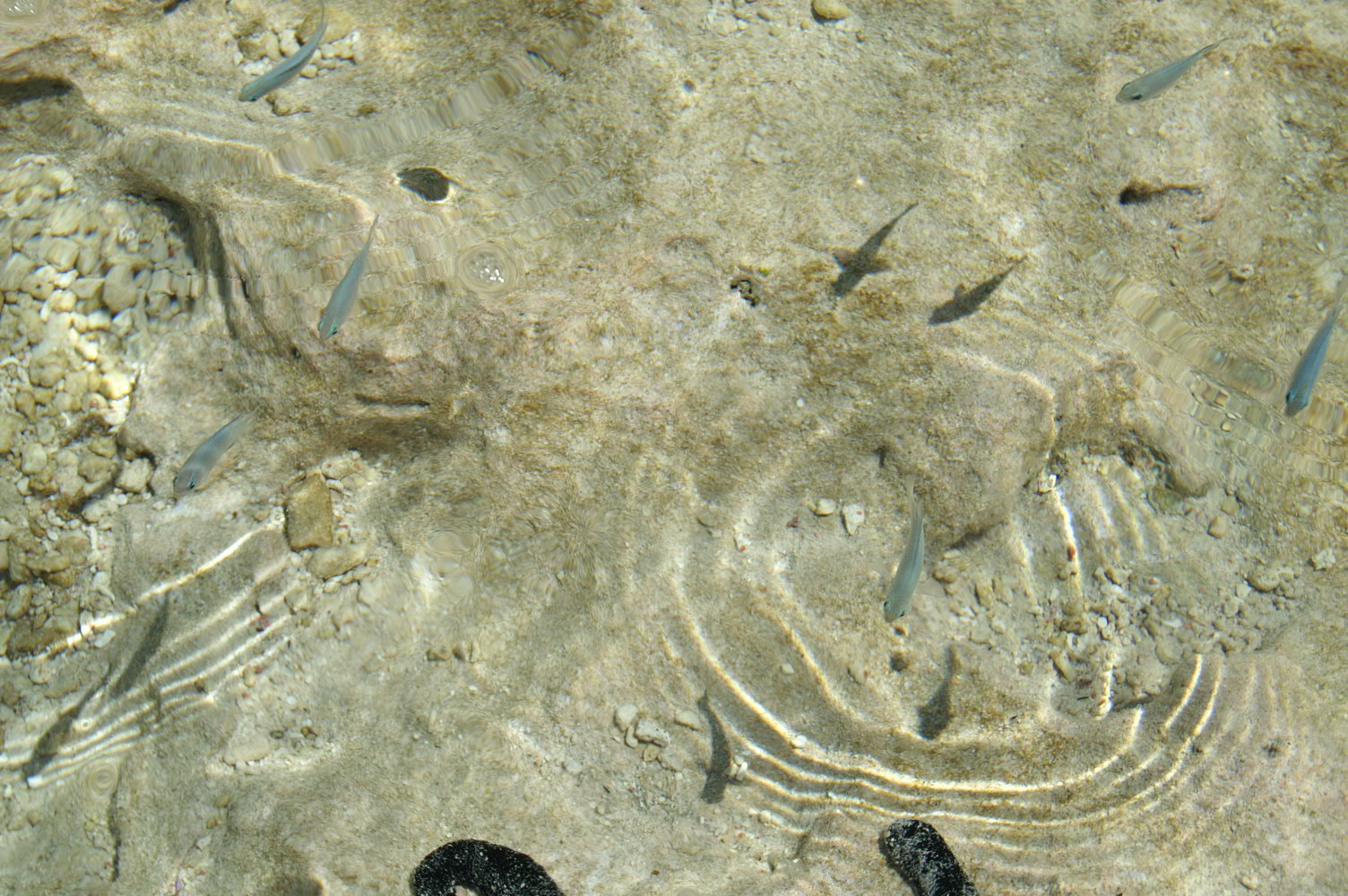 PICT0994.JPG