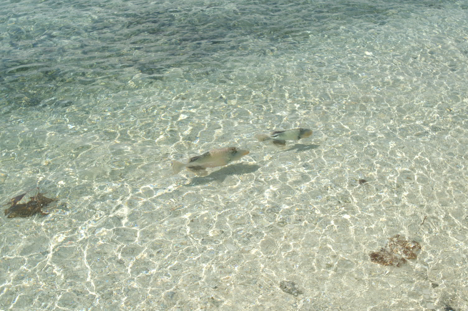 PICT1083.JPG