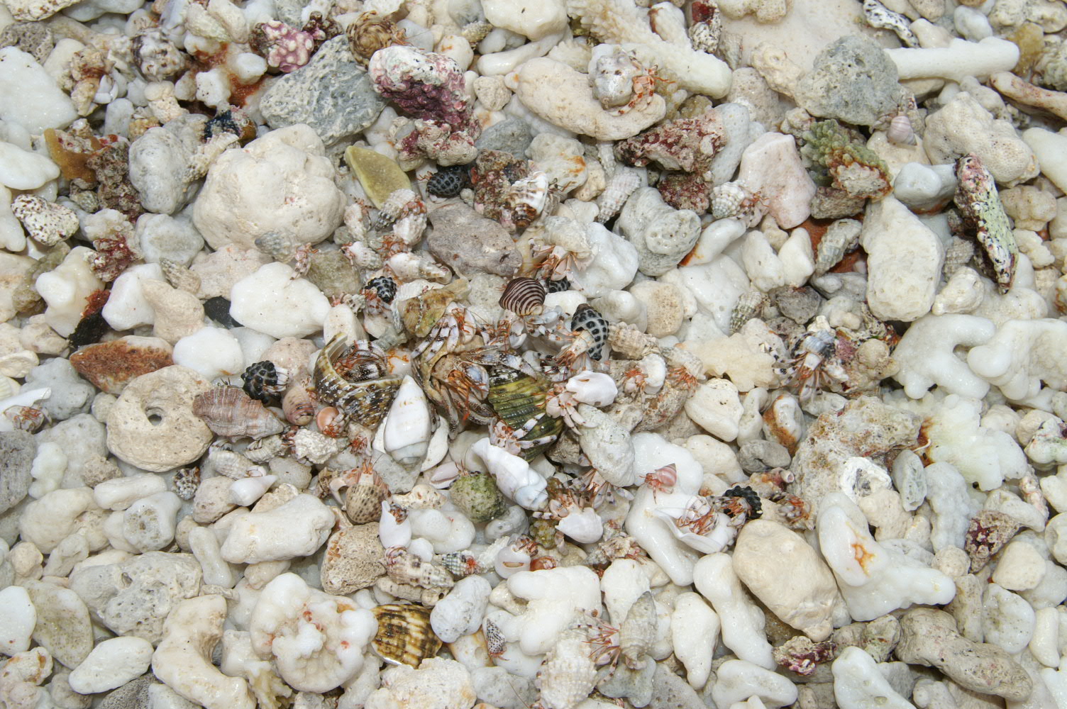 PICT1121.JPG