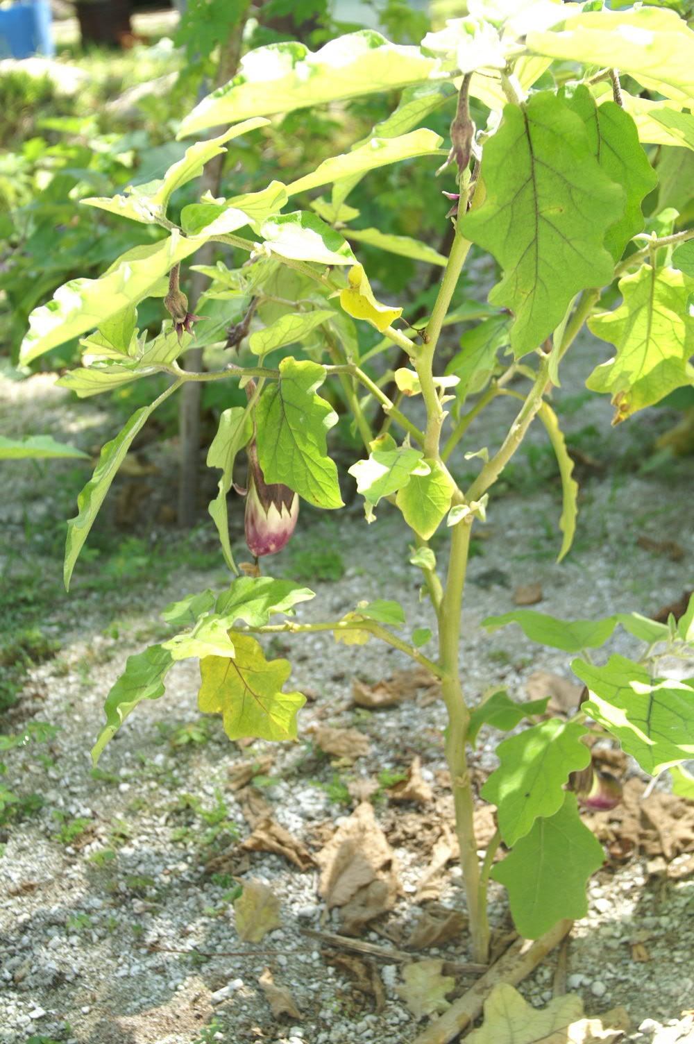 PICT1131.JPG