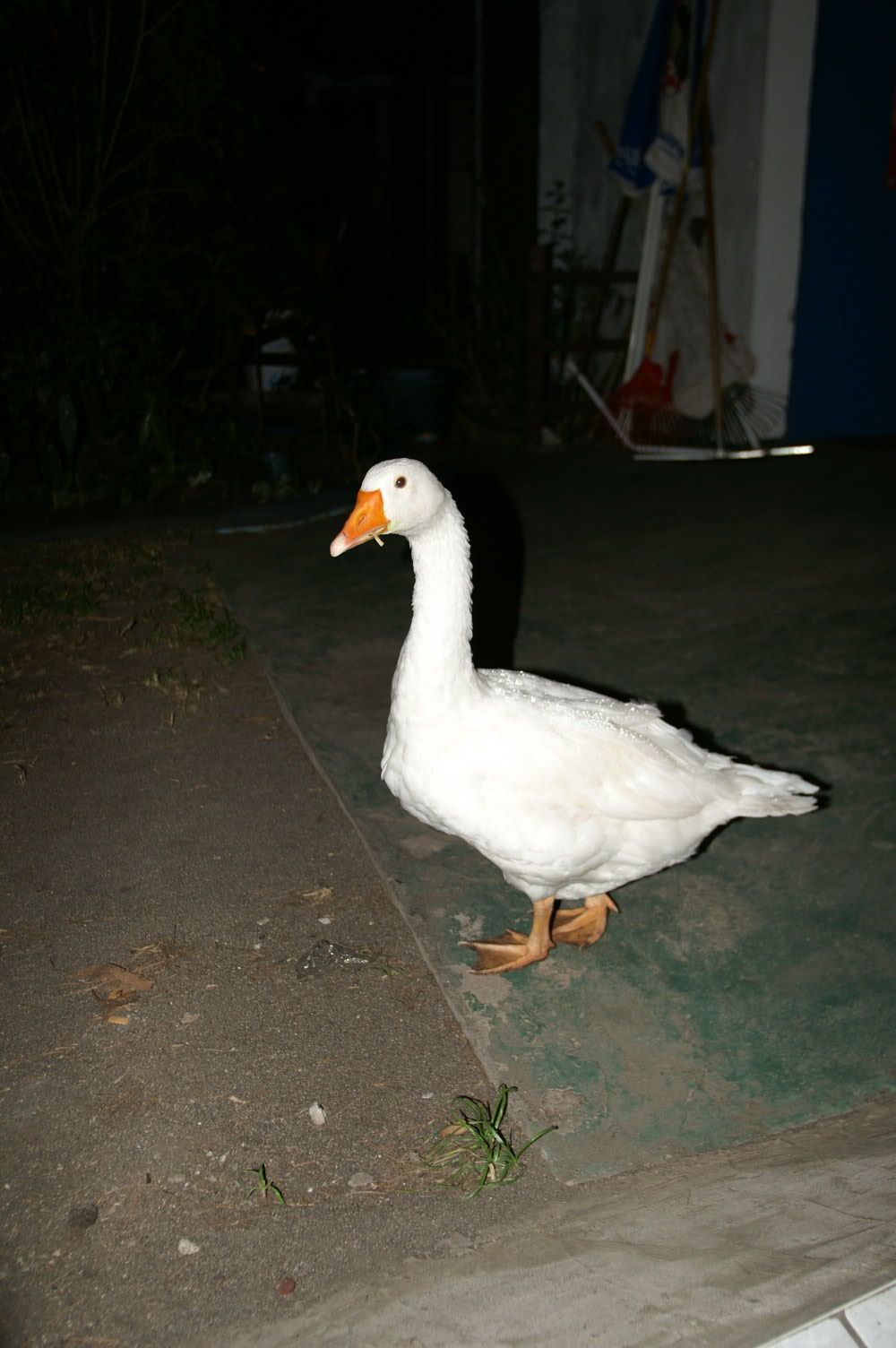 PICT1288.JPG