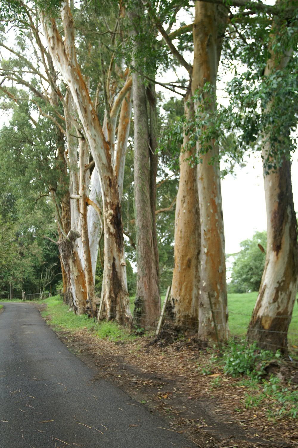 PICT1338.JPG