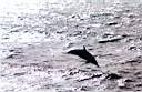 Dauphin.jpg