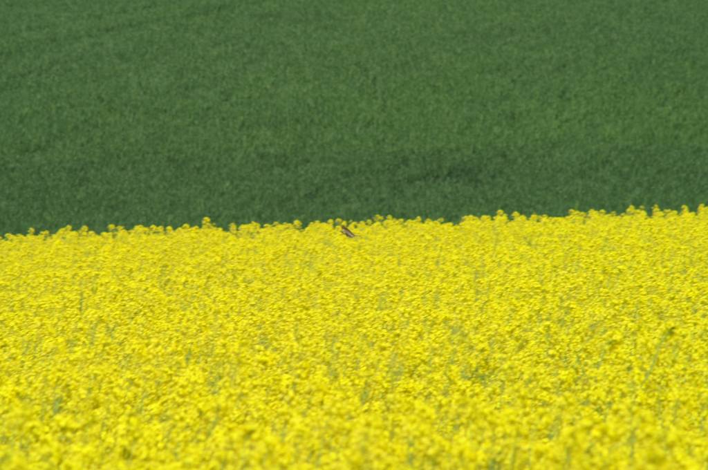 PICT2507.JPG