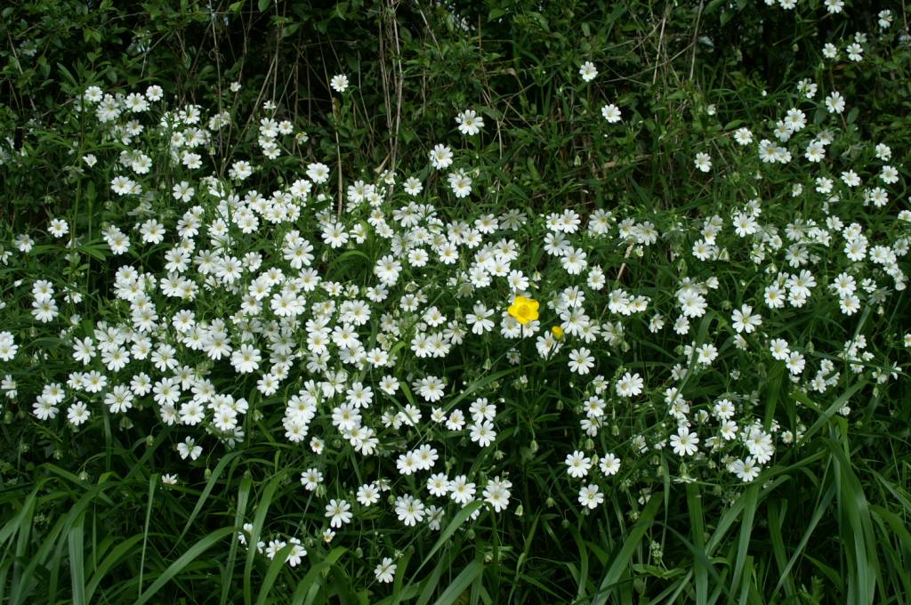 PICT2515.JPG