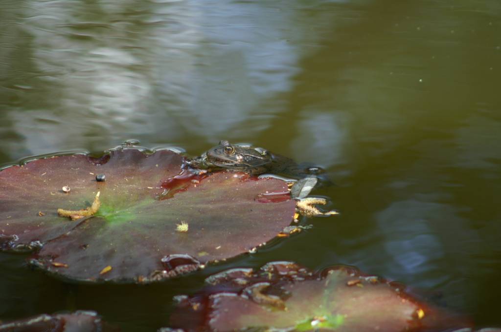 PICT2525.JPG