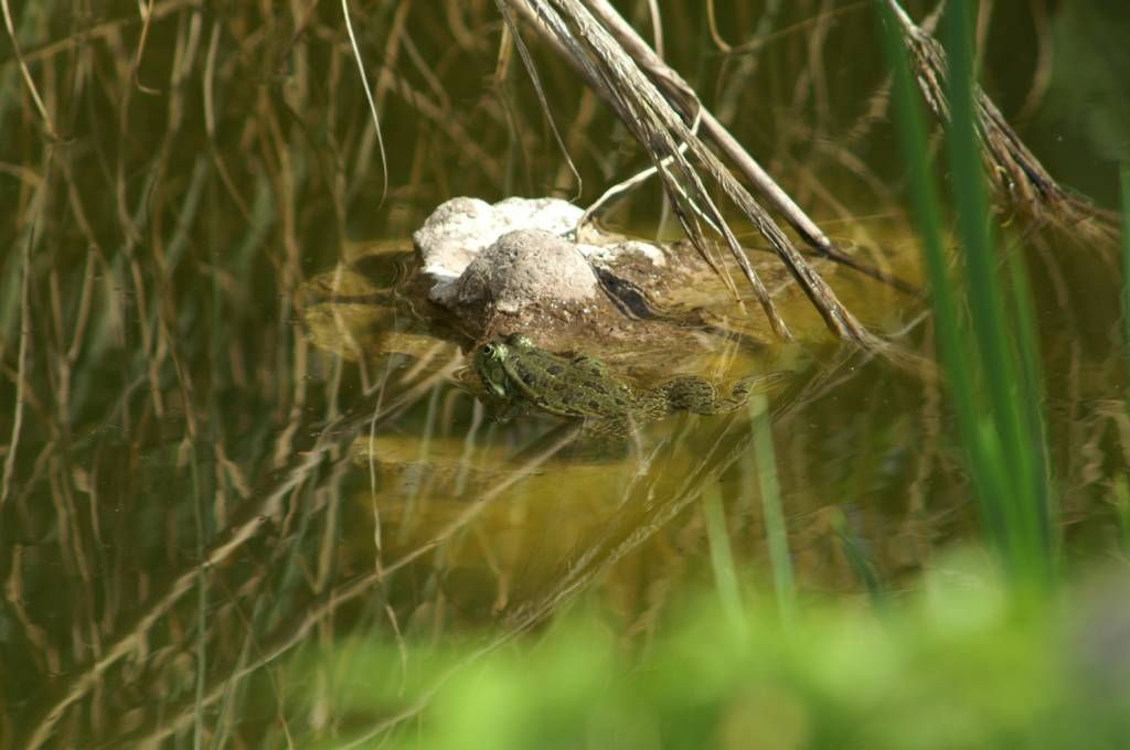 PICT2527.JPG